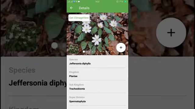 PlantSnap identifies a Twinleaf (Jeffersonia diphylla) смотреть онлайн