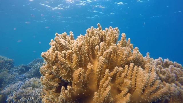 Деревенский дневник очень многодетной мамы/СКОЛЬКО 