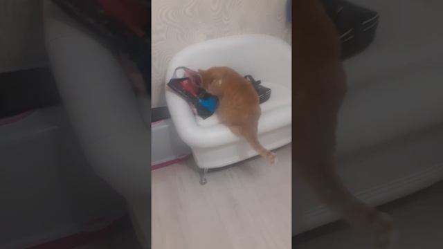 Кот лижет пакет. смотреть онлайн