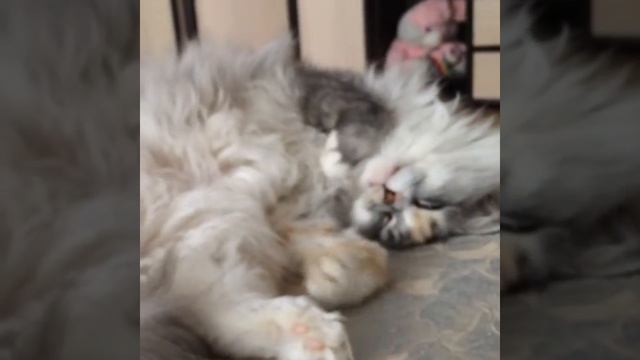 Кошка бежит во сне смотреть онлайн