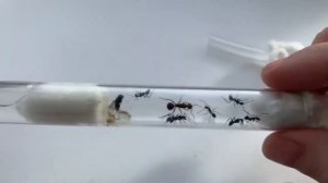 Как правильно переселять муравьев безопасно и без стресса_ Переселение муравьев из пробирки.