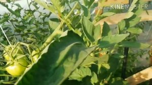 КОМПЛЕКСНОЕ УДОБРЕНИЕ АЗАФОСКА