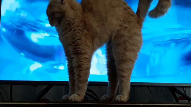 Кошачьи потягивания смотреть онлайн