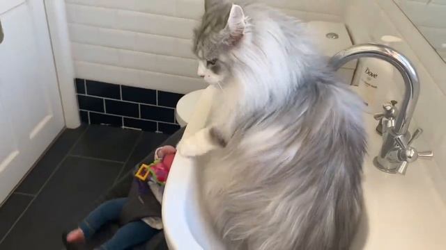 Giant Sulking Dog Hates Bath Time And Does Everything To Avoid It (Cutest Doggo!!) смотреть онлайн