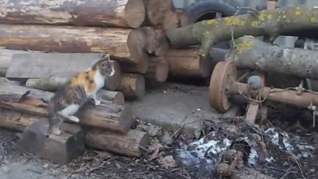 Собачка и кошка, что ищут? смотреть онлайн