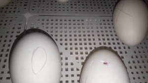Гусята начали вылупляться. Последние дни инкубации.