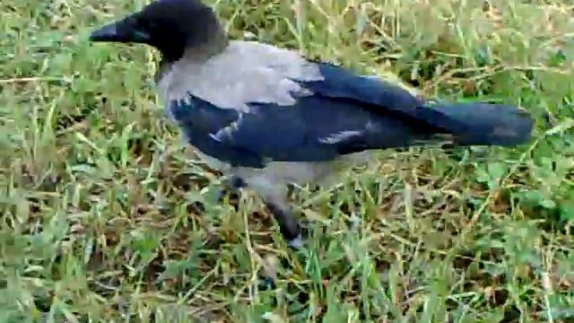 Corvo Imperiale E Cornacchia Grigia