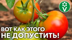 У ПЛОДОВ ТОМАТОВ «ЖЕЛТЫЕ ПЛЕЧИКИ»? Теперь все помидоры будут созревать равномерно!