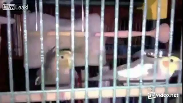 Победная песня попугая смотреть онлайн