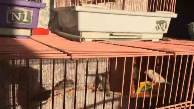 Птицы. Зебровые Амадины смотреть онлайн