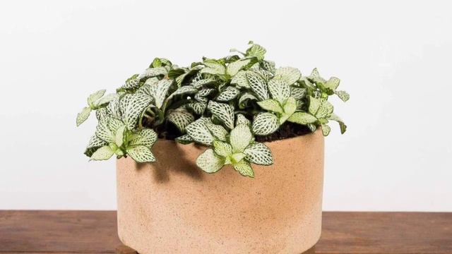 Menakjubkan ! 10 Tanaman Hias Cantik Berdaun Putih смотреть онлайн