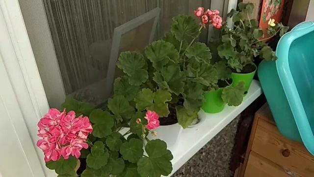 пеларгония Sister Henry смотреть онлайн