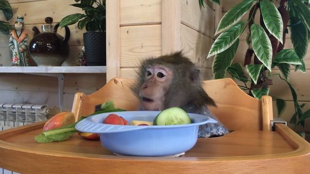 Обезьянка Маша за обедом (Домашние макаки) смотреть онлайн