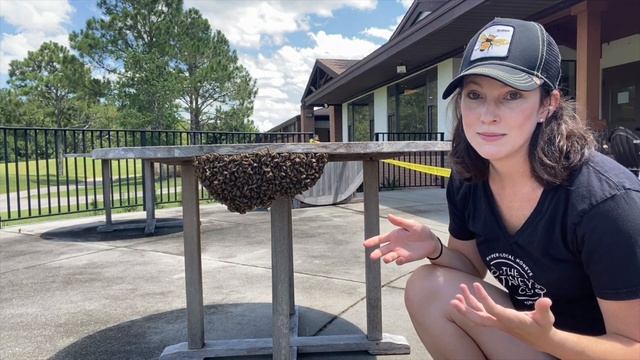 What is a honeybee swarm? смотреть онлайн