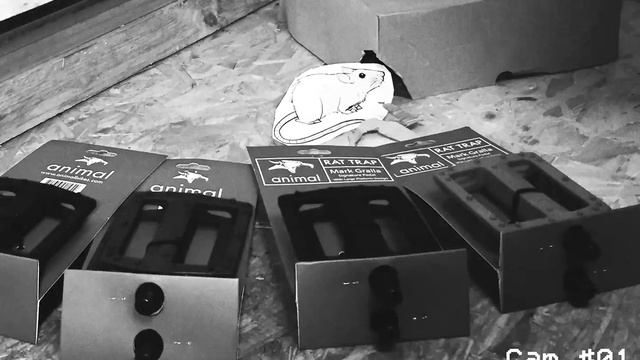 [Werbung] "Animal Rat Trap Pedals" смотреть онлайн