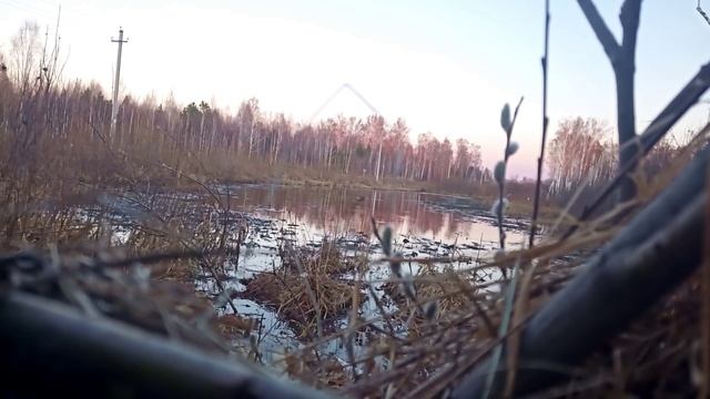 Охота с подсадной ,часть вторая .Селезень испортил утку . смотреть онлайн