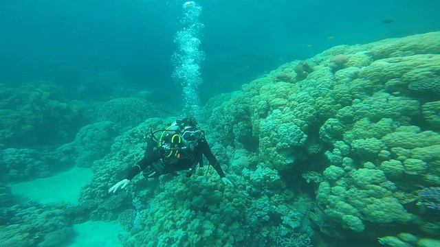 Чем Египет похож на елку? Правильно! Он тоже зимой и летом одним цветом ! смотреть онлайн