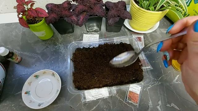 Вербена из семян. От посева до всходов. смотреть онлайн