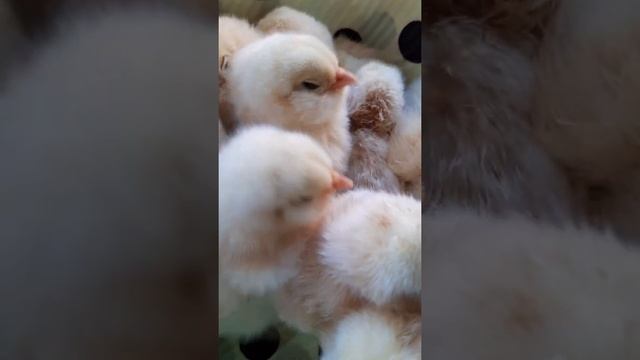 ? Фавероль лососёвая, суточная. смотреть онлайн