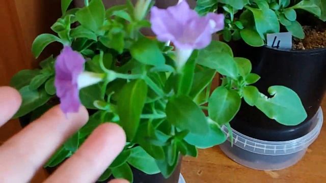 Бесплатные семена петунии. Собираем урожай! Часть 2 смотреть онлайн