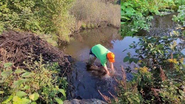 Removing Large Beaver Dam To Drain Flooded Road. Unclogging Culvert смотреть онлайн