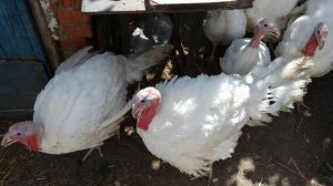 Индюки Белая Широкогрудая или БИГ-6 пс. ОКАЗАЛОСЬ ИНДЮКИ БИГ-6   2,7 месяца  индюк 7-8 кг  инд. 4,5