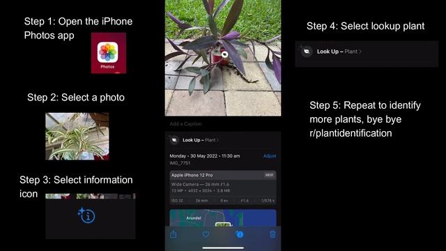 Identify plants with your iPhone w/ the Photos app смотреть онлайн