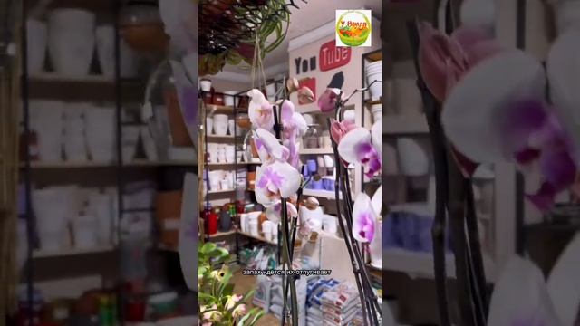 Как защитить плодовые деревья от мышей и зайцев зимой? #грызуны #деревья #доставкапочтой смотреть онлайн