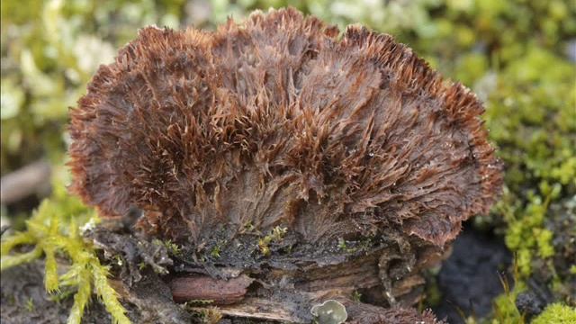 Thelephora terrestris смотреть онлайн