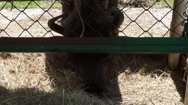 Зубр кушает. Приокско-террасный заповедник. смотреть онлайн