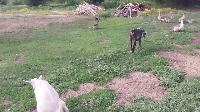 Косим траву. Выпустил цыплят гулять. смотреть онлайн