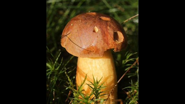 Imleria badia смотреть онлайн