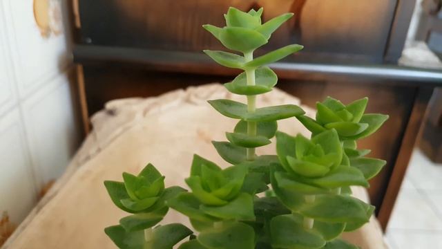 CRASSULA PERFORATA VARIEGATA смотреть онлайн