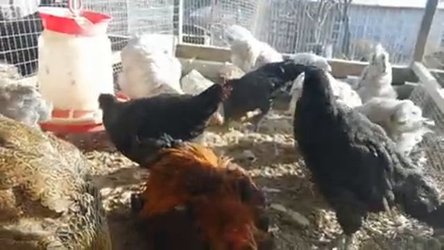 Подробно о покупке инкубационных яиц//Выбор заводчика//Наши куры смотреть онлайн