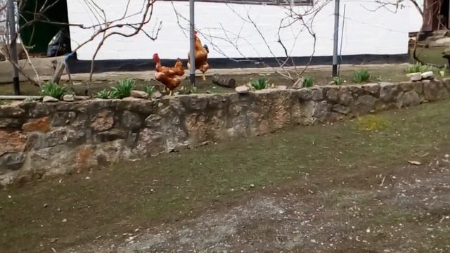 Утро в селе . Зацветает кизил. Всем хорошего дня!👋😀😊☺️ смотреть онлайн