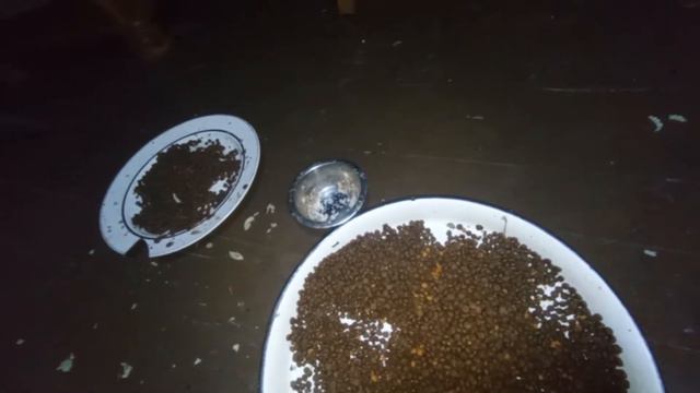 Котики 🐱 и Енотики в Сочи живут очень дружно!) Люськин Дом приют. смотреть онлайн