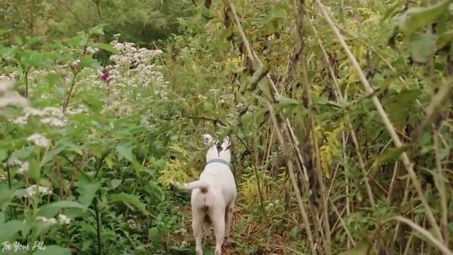 Soothing Music For Dog To Calm Down, Relax & Sleep | Dog Music Therapy Calming Aid For Relaxation