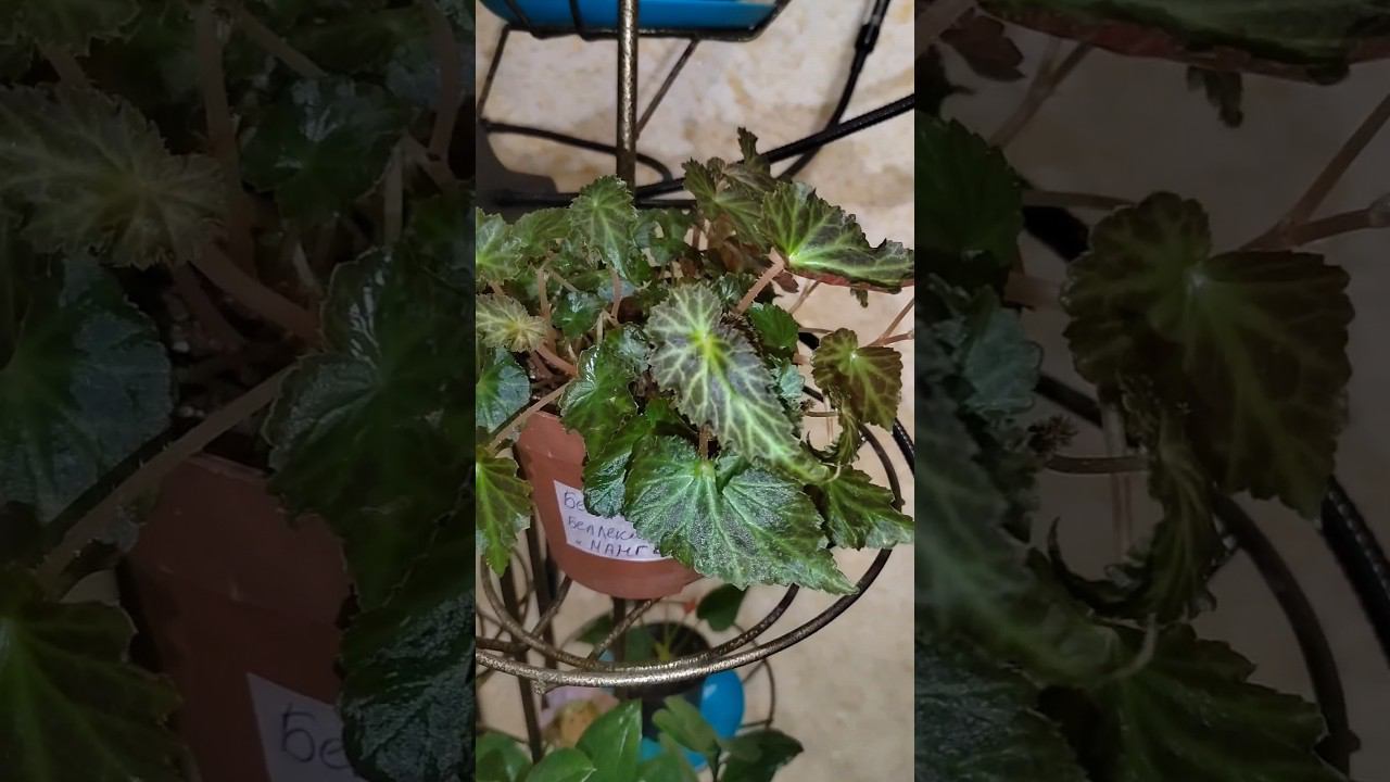 #shorts Бегония "БЕЛЛЕГОНИЯ МАНГО" Что вы о ней знаете? смотреть онлайн