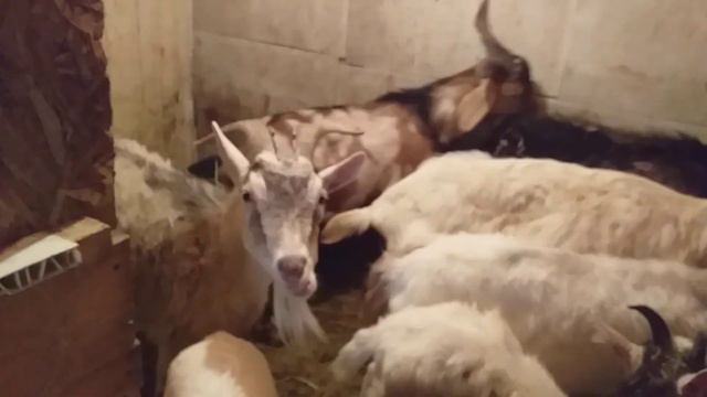 Гусики// Козюлики