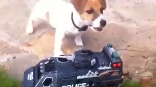 Собаки - против полиции!!! смотреть онлайн