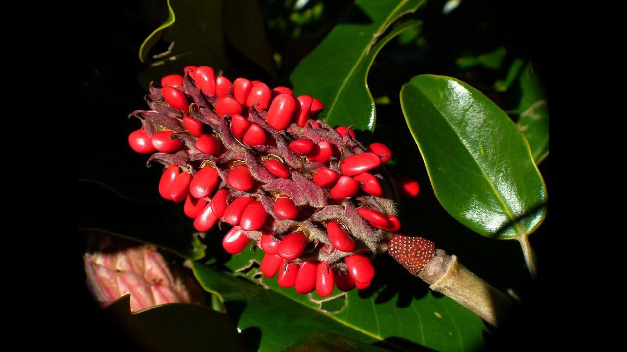 Магнолия грандифлора/ Вечнозеленая/ Высадка ростков из семян. #сад #растения #полезныесоветы