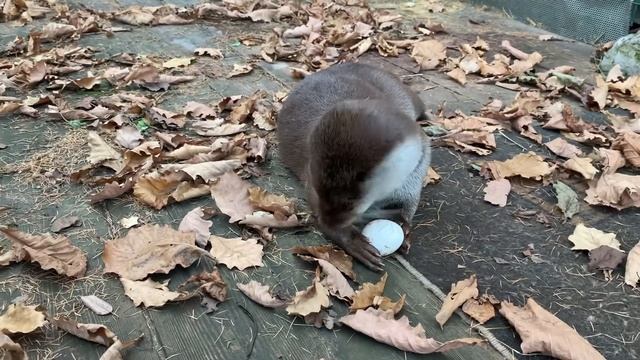 Выдра Степка смотреть онлайн