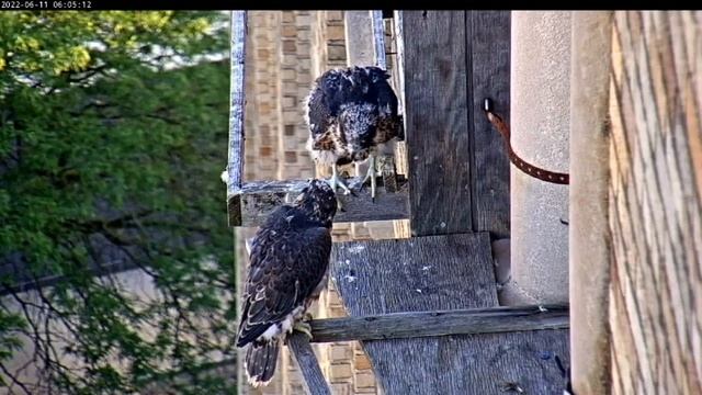 June 11 2022 Kara makes her way onto the east veranda to be with Percy 604AM смотреть онлайн