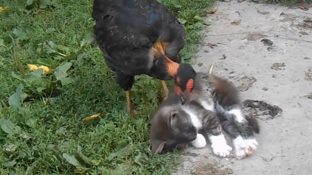 Курица подошла к котику и клюнула его. Невозможно смотреть без слез.. смотреть онлайн