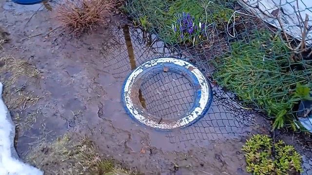 Обзор огорода после зимы Мыши в огороде Морозобоины Цветник в воде Обзор рассады в теплице смотреть онлайн