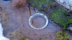 Обзор огорода после зимы Мыши в огороде Морозобоины Цветник в воде Обзор рассады в теплице