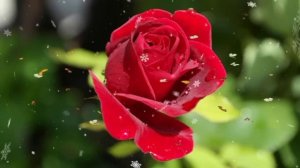 КАЙНИОГАМ КУНИБИЛАН ЕРИМ КЕЧАСИБИЛАН ТИНДИРМАДИ