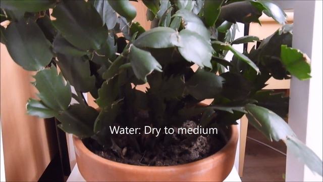 Schlumbergera Truncata: Short Care Tips