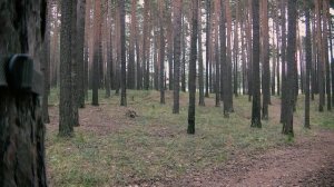 Дальность обнаружения объекта.  Фотоловушка Bolyguard BG960-I18W. Тест.