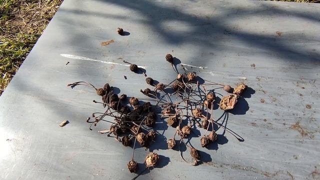 Czy mumie owoców stanowią zagrożenie смотреть онлайн